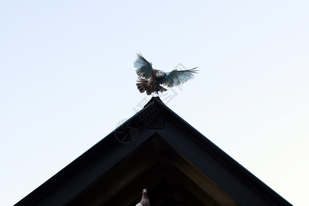 屋顶的鸽子屋顶鸽子高清图片