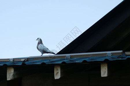 屋顶的鸽子背景图片