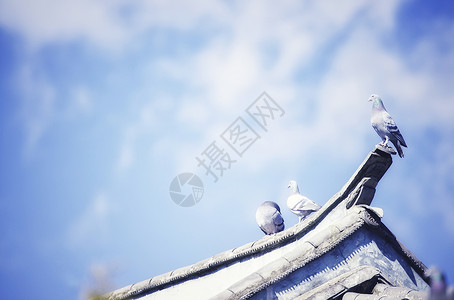 蓝天鸽子蓝天白云房屋上的和平鸽背景