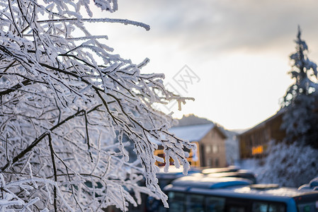 峨眉山雪景白车树素材高清图片