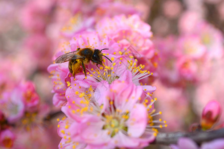 蜜蜂在樱花上采蜜背景图片