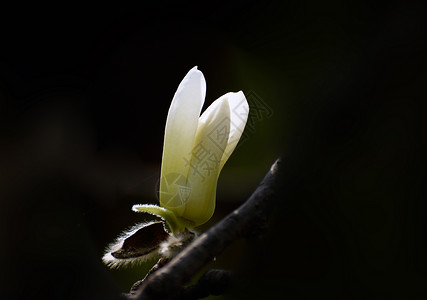 白玉兰上海市花高清图片