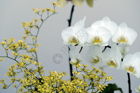 白色蝴蝶兰背景图片