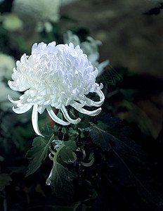 白菊花背景图片