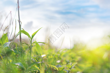 野草山花春天野草设计图片