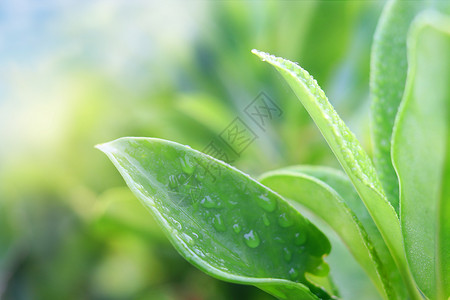 雨水叶子春天绿叶设计图片