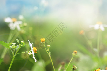 单花蜜春天暖阳设计图片