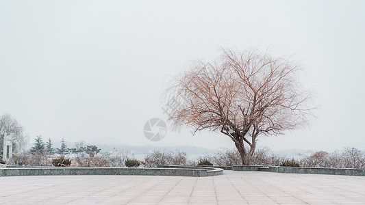 莱芜冬季枯树背景