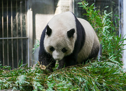 可爱熊猫背景图片