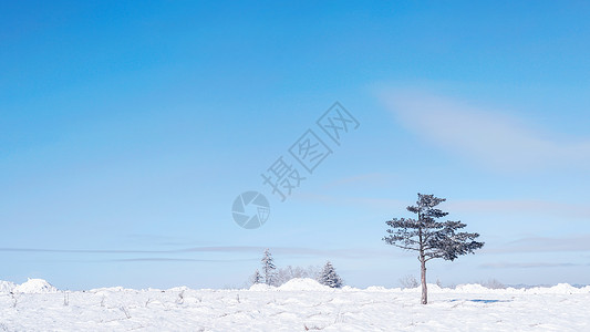 雪谷沟雪乡雪景孤独的树背景