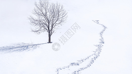 东升雪谷雪乡雪景孤独的树背景