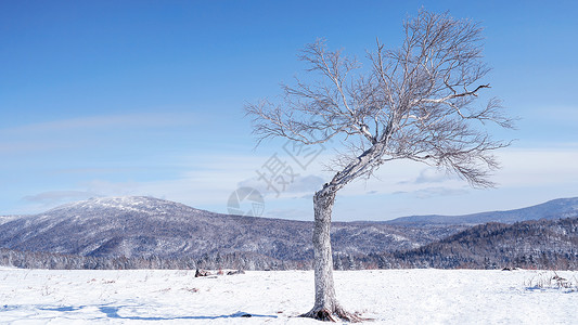 东升雪谷雪乡雪景孤独的树背景