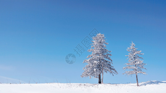 雪谷沟雪乡雪景孤独的树背景