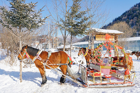 马拉爬犁雪地马拉埃高清图片