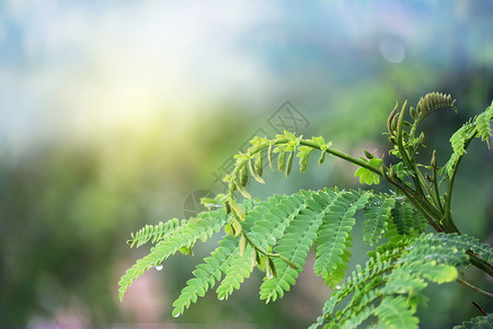 树叶嫩芽与水滴春天嫩芽设计图片