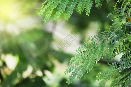 雨后植物雨后阳光设计图片