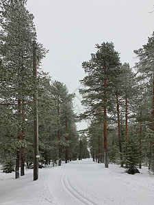 雪青色芬兰洛瓦涅米冰雪世界森林雪松背景