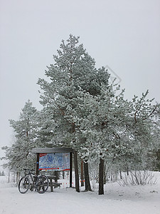 雪青色芬兰洛瓦涅米冰雪世界森林雪松背景