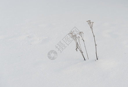 雪地里的枯草背景图片
