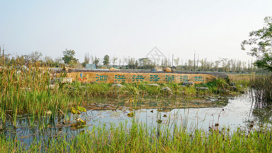 泗洪洪泽湖湿地公园背景