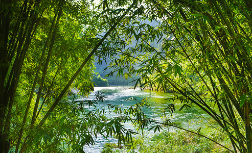 夏季的竹子武夷山竹林背景