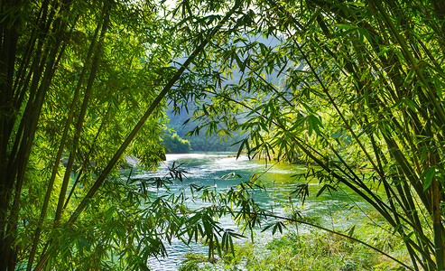 小溪竹林武夷山竹林背景