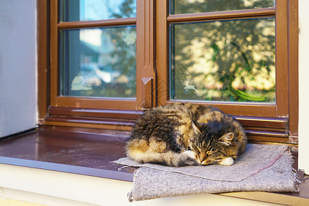 俄罗斯猫白俄罗斯沉睡的猫咪背景