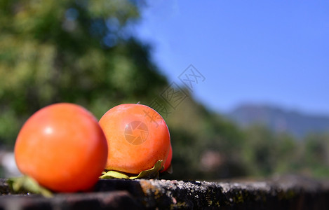陕西柿子背景图片