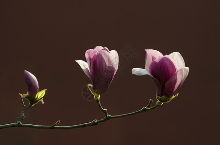 木槿花木槿花素材高清图片