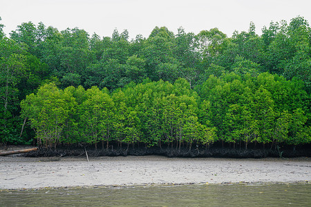 红树林游船马来西亚兰卡威红树林背景