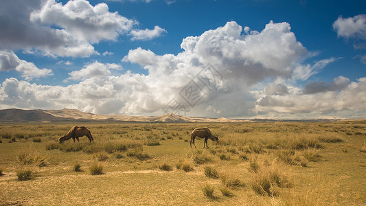沙漠骆驼荒漠草地高清图片