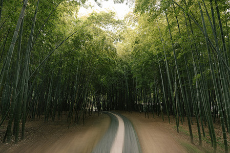 竹林道路竹海背景