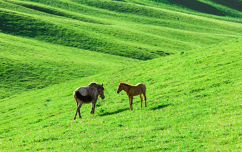 新疆自然牧场马匹图片