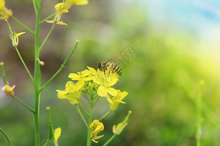 花朵与蜜蜂油菜花与蜜蜂设计图片