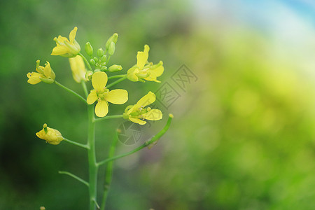 春季的油菜花背景图片