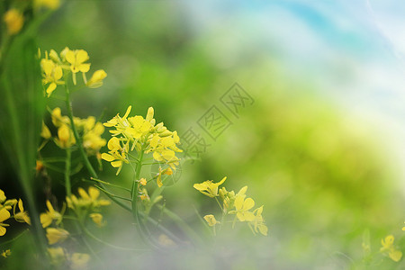 春天油菜花背景图片