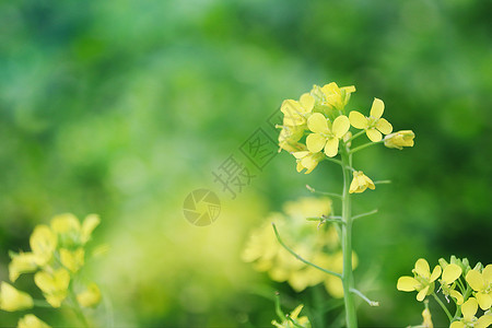 油菜籽春季油菜花设计图片