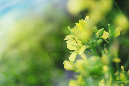 春季油菜花背景图片