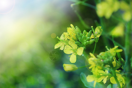 油菜花背景图片