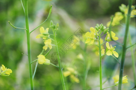 春天里姑娘春天里的油菜花设计图片