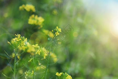 油菜花背景图片