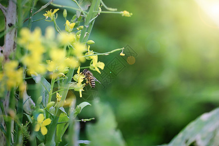 黄色菜花油菜花与蜜蜂设计图片