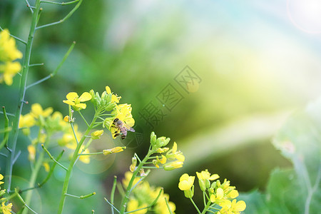 菜花表情图片勤劳的蜜蜂设计图片