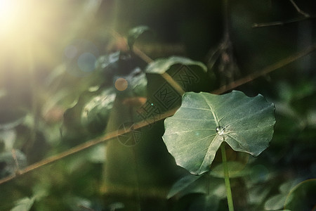 叶子雨滴绿色植物背景设计图片