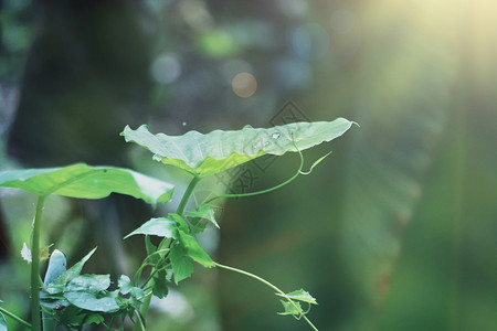 藤蔓植物春天绿色背景设计图片