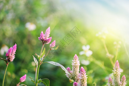 水滴和植物叶子春天野花背景设计图片