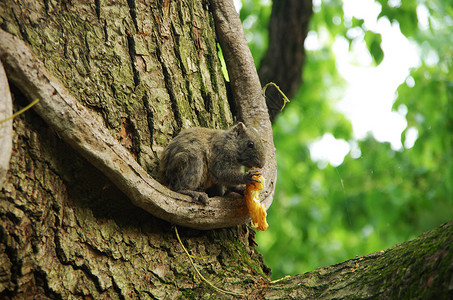 树上进食的野生松鼠背景图片