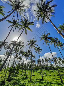 绿色炫光海岛椰子树背景