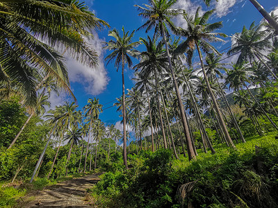 海岛椰树风景海岛椰子树背景