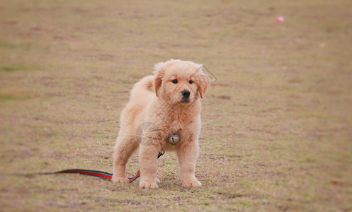 金毛幼犬背景图片